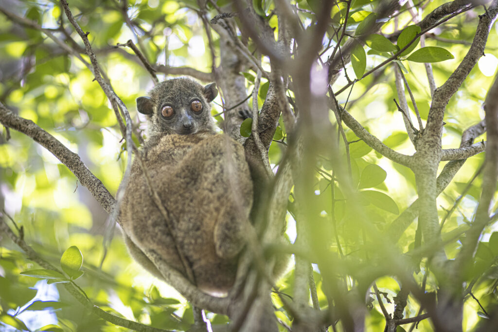 Voyage à Madagascar